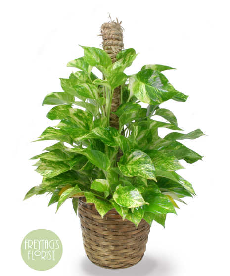 Medium Pothos Pole Ivy