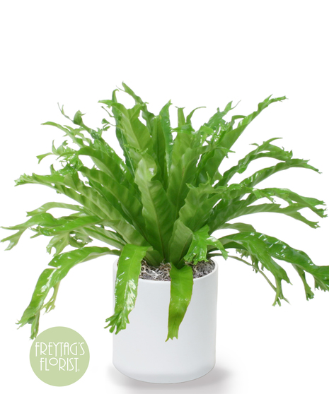 Deluxe Birds Nest Fern