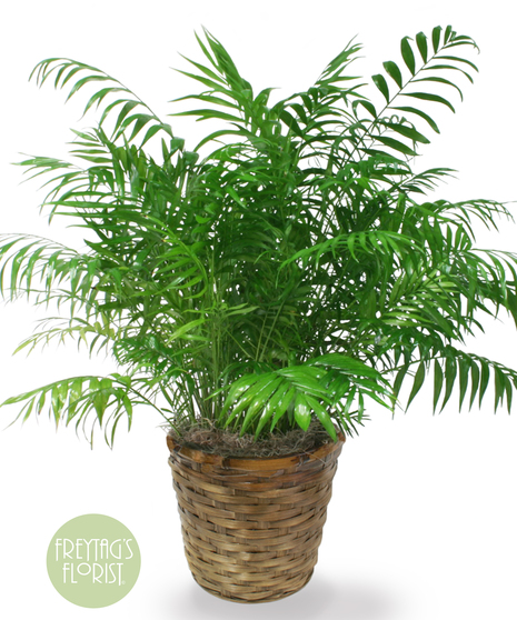 Medium Neantha Bella Palm