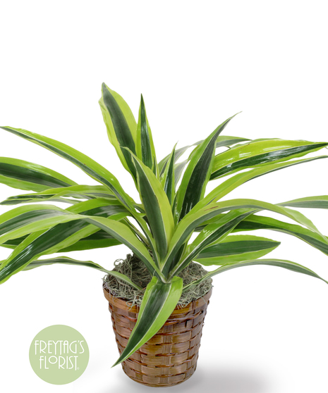 This 6 in. Dracaena Lemon Lime Warneckii plant is part of the vast Dracaena and Asparagus plant family. 