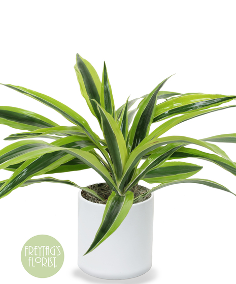 This 6 in. Dracaena Lemon Lime Warneckii plant is part of the vast Dracaena and Asparagus plant family. 