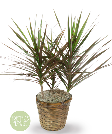 Medium Dracaena Marginata