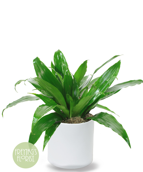 This 6 in. Deluxe Dracaena Janet Craig plant is part of the vast Dracaena plant family and is also known as Dracaena deremensis.