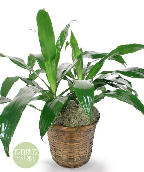 This 8 in. Dracaena Janet Craig plant is part of the vast Dracaena plant family and is also known as Dracaena deremensis.