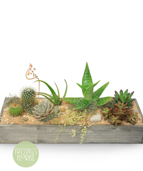 Succulent Range showcases a row of pretty succulents with sand, rocks, and Spanish moss in a long wooden container.