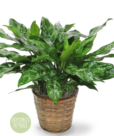 Medium Chinese Evergreen