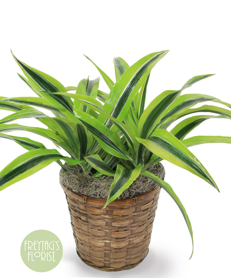 This 8 in. Dracaena Lemon Lime Warneckii plant is part of the vast Dracaena and Asparagus plant family. 