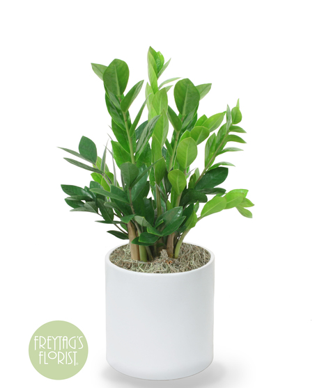 Deluxe ZZ Plant