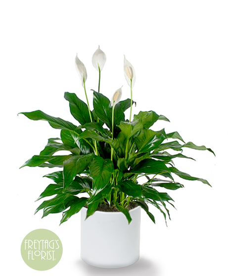 This floor-sized Peace Lily plant has shiny dark green leaves with striking white lily-like flowers and is featured in an upgraded container. 