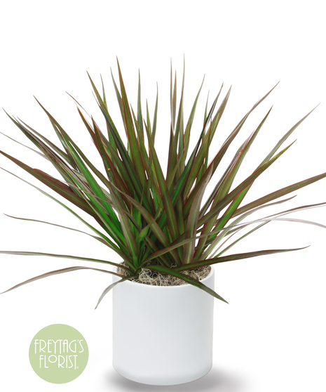 This 6 in. Deluxe Dracaena Marginata plant is part of the vast Dracaena and Asparagus plant family. It is also known as Marginata Dragon Tree or Red Edged Dracaena. 