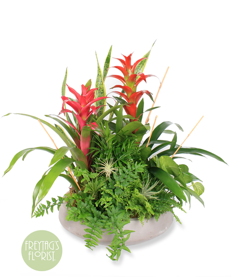 This verdant beauty features our designer's choice of plants including exotic bromeliads, a snake plant, pothos ivy, bella palm, fern, bamboo, and airplants. 