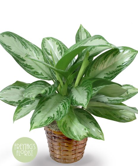 Chinese Evergreen