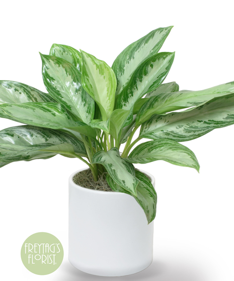 Deluxe Chinese Evergreen