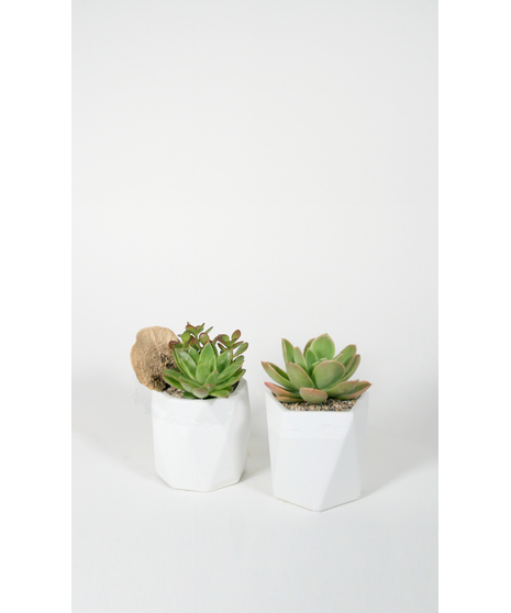 Growin' Green is a unique pair! This garden comes in with two succulent  gardens