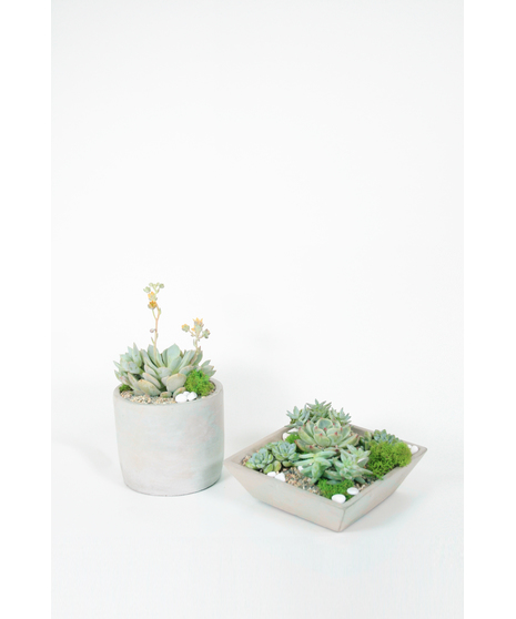 Succulent Soiree is the perfect pair! This garden comes in with two succulent  gardens 