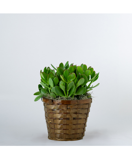 Jade Plant