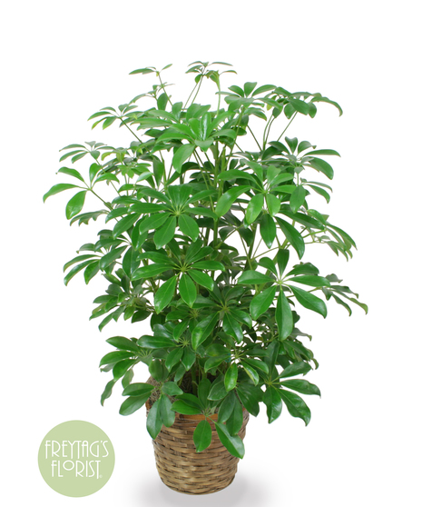 Medium Arboricola