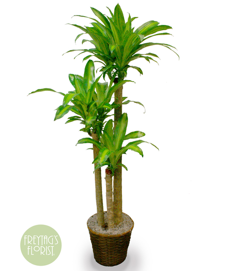 Dracaena plant in a basket container.