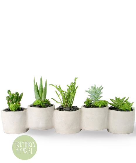 Succulent Connection