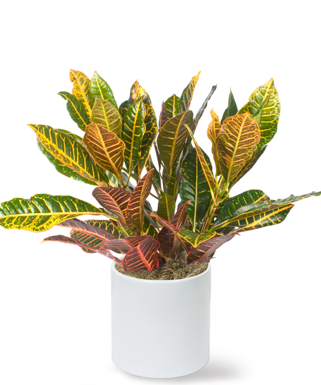 This 6 in. boldly colorful foliage of the Croton tropical perennial makes this plant the perfect plant to add bold splashes of color in the office or home.