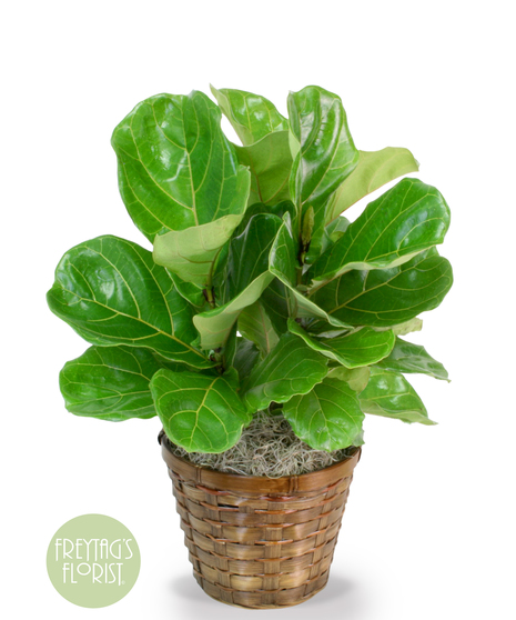 Fiddle-leaf Fig plant with unique green leaves and basket planter