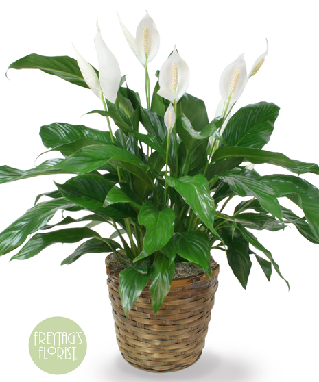 Large Spathiphyllum Plant