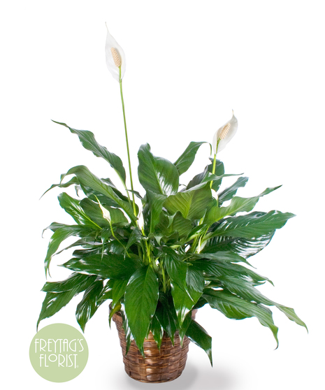 Medium Spathiphyllum Plant