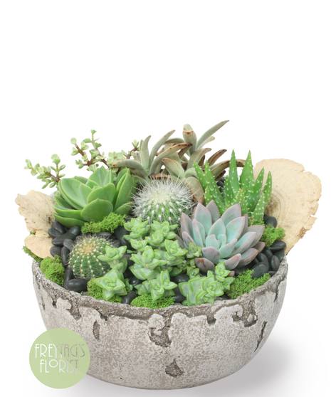 Succulent Timber is a succulent and cactus garden with a variety of florist-quality succulents in a bed of rocks, lush moss, and preserved mushrooms with a stylish container.