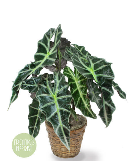 Alocasia Plant