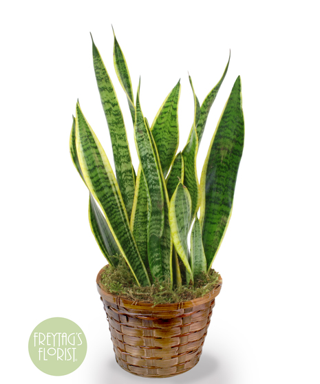 Snake Plant