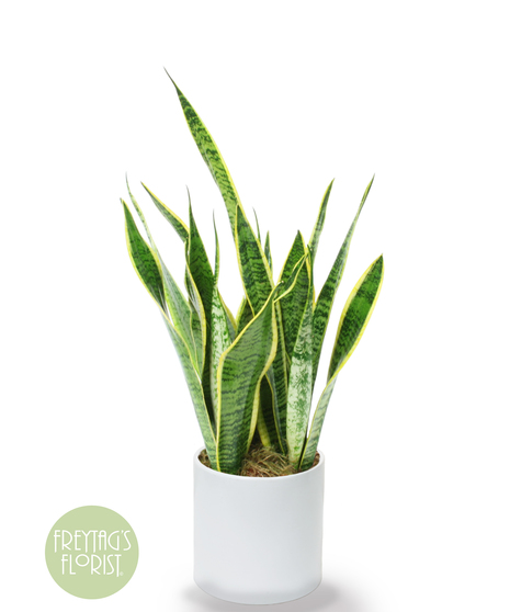 Deluxe Snake Plant