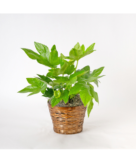 Fatsia Japonica Paper Plant