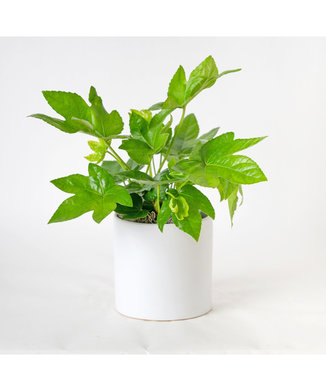 Add bold, tropical texture to your space with the 6