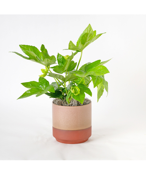Add bold, tropical texture to your space with the 6