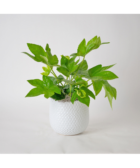 Add bold, tropical texture to your space with the 6
