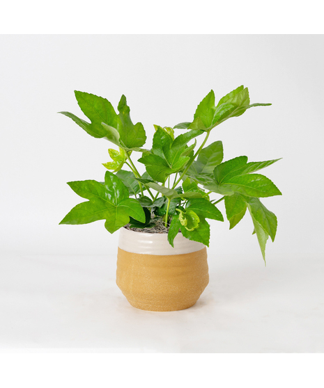 Add bold, tropical texture to your space with the 6