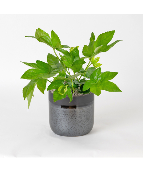 Add bold, tropical texture to your space with the 6