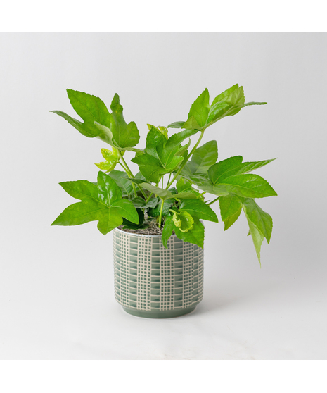 Add bold, tropical texture to your space with the 6