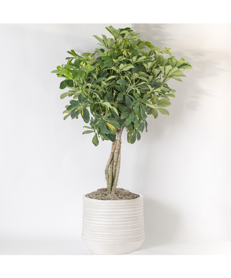 Our Large Ficus Rubber Plant is a bold, statement-making houseplant with glossy, deep green leaves and a sturdy upright form. 