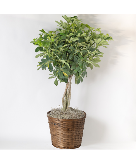 Our Large Ficus Rubber Plant is a bold, statement-making houseplant with glossy, deep green leaves and a sturdy upright form. 