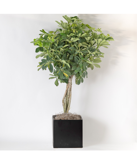 Large Ficus Benjamina