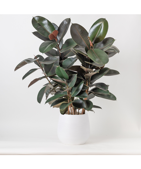 Our Large Ficus Rubber Plant is a bold, statement-making houseplant with glossy, deep green leaves and a sturdy upright form. 