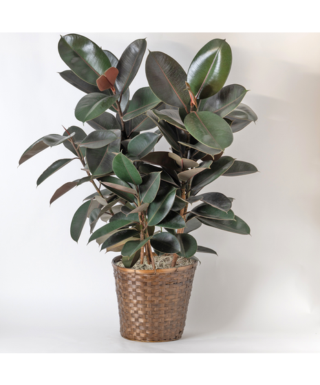 Our Large Ficus Rubber Plant is a bold, statement-making houseplant with glossy, deep green leaves and a sturdy upright form. 