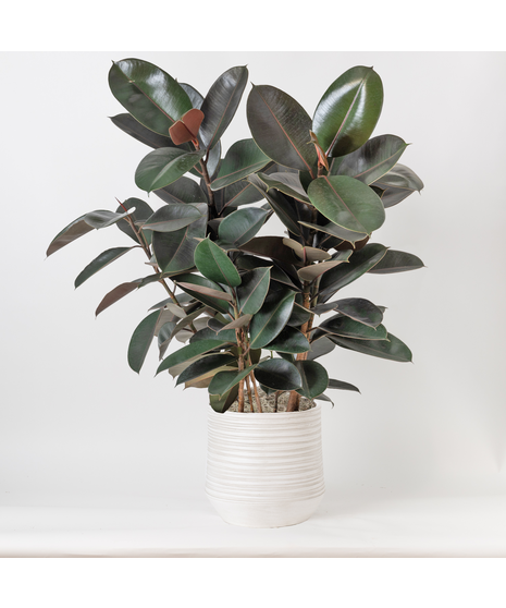 Our Large Ficus Rubber Plant is a bold, statement-making houseplant with glossy, deep green leaves and a sturdy upright form. 