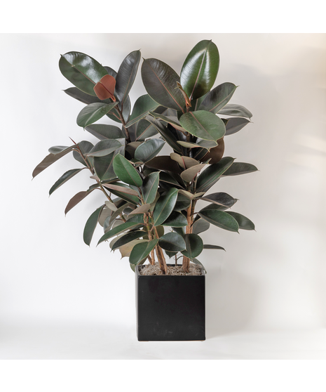 Large Ficus Rubber Plant