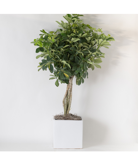 Our Large Ficus Rubber Plant is a bold, statement-making houseplant with glossy, deep green leaves and a sturdy upright form. 