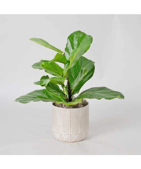 The Ficus Lyrata, commonly known as the Fiddle Leaf Fig, is a stunning green plant that stands out as a unique and thoughtful gift for any occasion.
