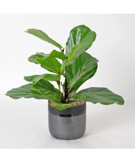 The Ficus Lyrata, commonly known as the Fiddle Leaf Fig, is a stunning green plant that stands out as a unique and thoughtful gift for any occasion.