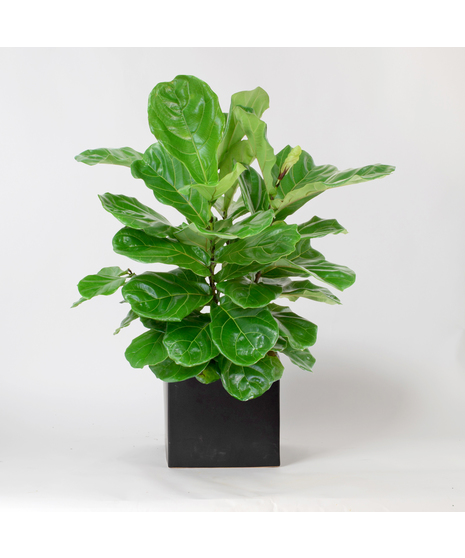 The Ficus Lyrata, commonly known as the Fiddle Leaf Fig, is a stunning green plant that stands out as a unique and thoughtful gift for any occasion. 