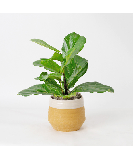The Ficus Lyrata, commonly known as the Fiddle Leaf Fig, is a stunning green plant that stands out as a unique and thoughtful gift for any occasion.